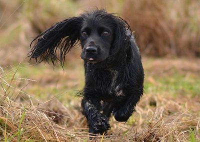 Small black working cocker spaniel