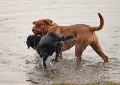 labrador and Dogue de Bordeaux