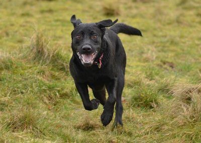 black labrador running