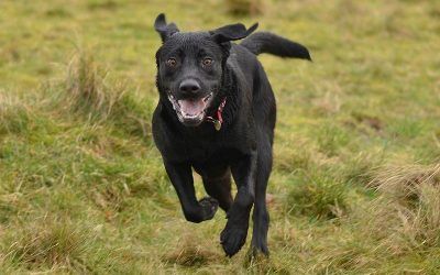 jasper running black labrador running