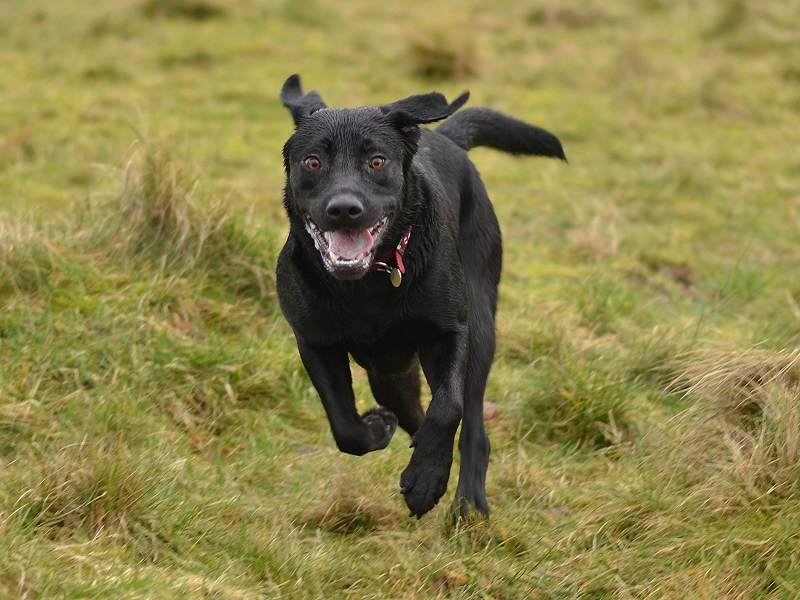 black labrador running