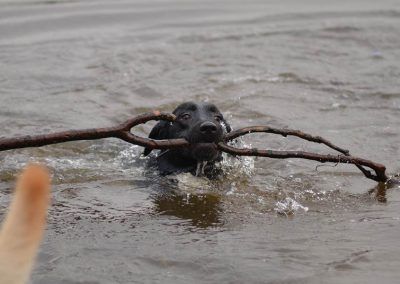 Labrador retrieving stick