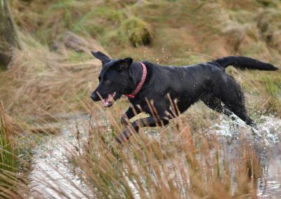 labrador in water