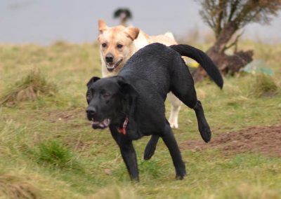 Yellow labrador and black labrador