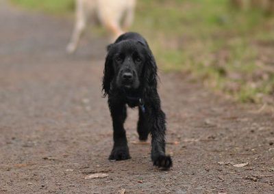 black cocker spaniel