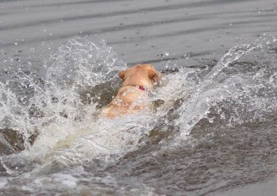 Large yellow labrador