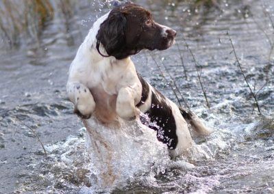 spaniel in water