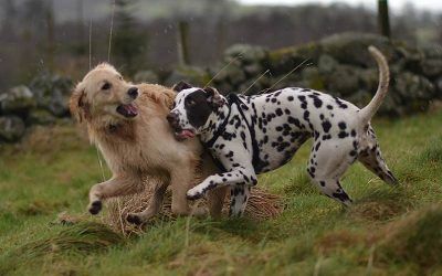 8 month old Dalmatian Dalmation dog