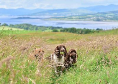 langbank dog walking