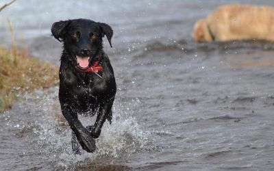 Beau is always such a happy dog! Happy black labrador