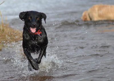 Happy black labrador