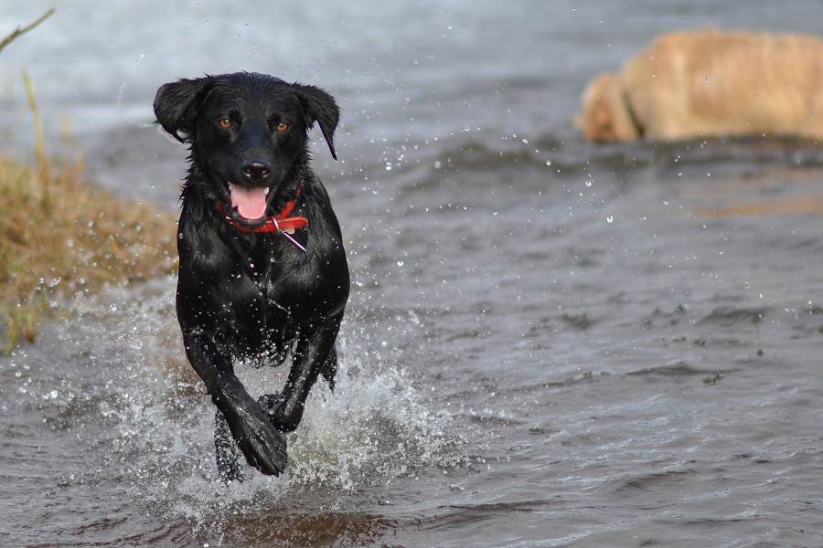 Happy black labrador