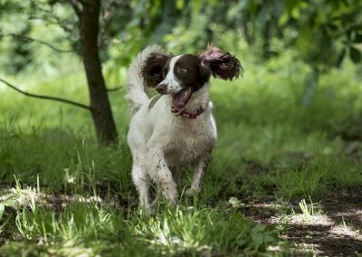 boden boo dog walking