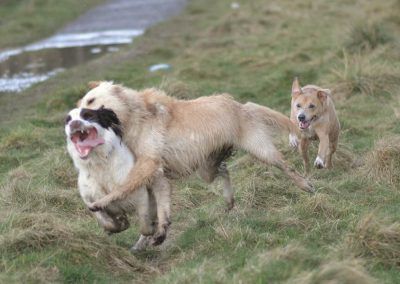 dogs playing and running