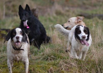 Dogs