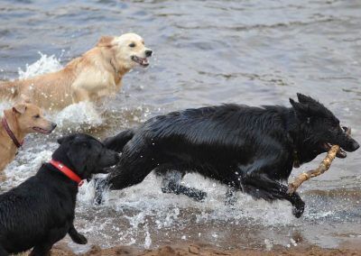 dogs running through river