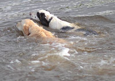 springer spaniel and golden retriever swimming