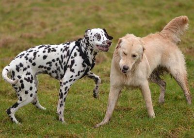 dalmation and golden retriever