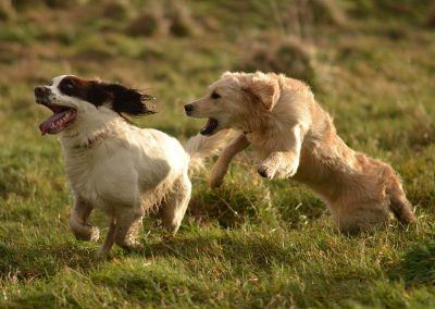 Springer and Golden retriever