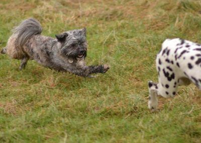 Lhasa apso and Dalmatian