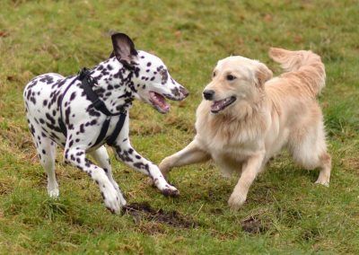 Young dalmatian and young golden retriever