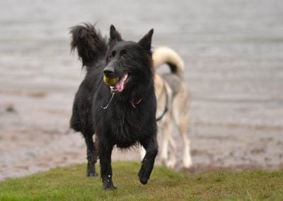 black german shepherd with ball