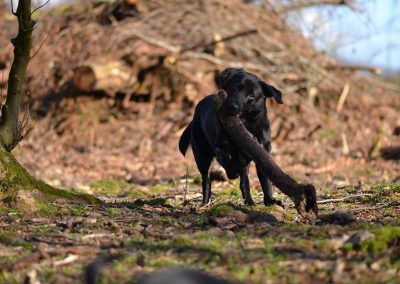 black labrador carrying large stick