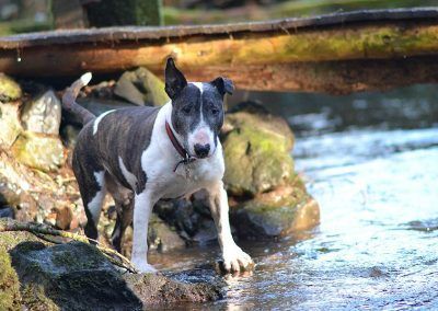 bull terrier at burn
