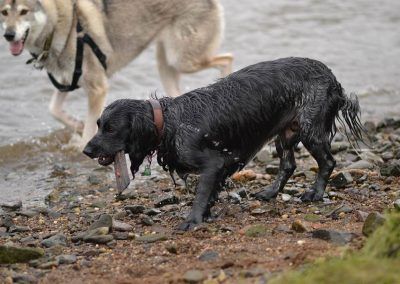 cocker spaniel with stick