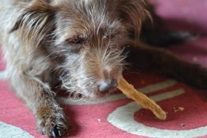 dog eating tripe