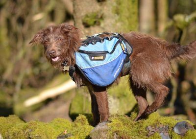 dog standing on wall