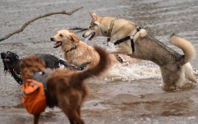 Okami with her new friends pack of dogs