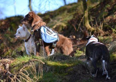 dogs looking from hill