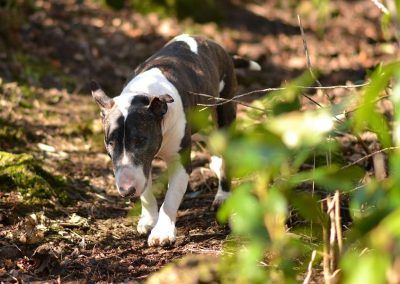english bull terrier