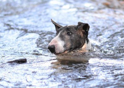 english bull terrier swimming