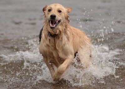 golden retreiver in water