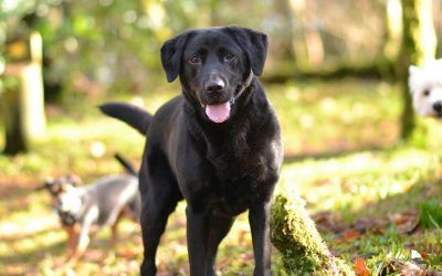 mature black labrador