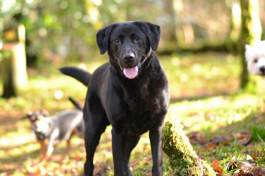 Jet and the team visit Finlaystone