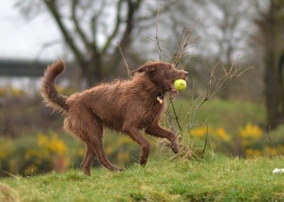 collie cross with ball