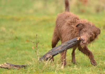dog gnawing on large stick