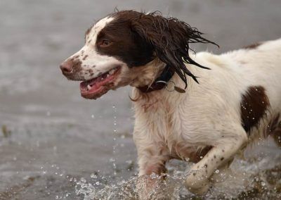 happy springer spaniel
