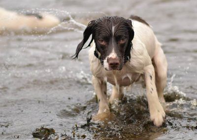 liver and white springer spaniel