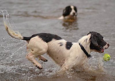 spaniels playing ball in water