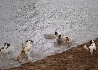 spriner spaniels