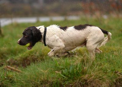 springer running with ball