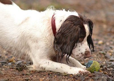springer spaniel eyes
