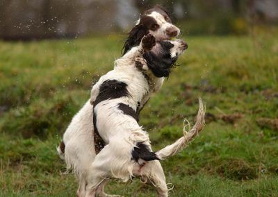 springer spaniels play fighting