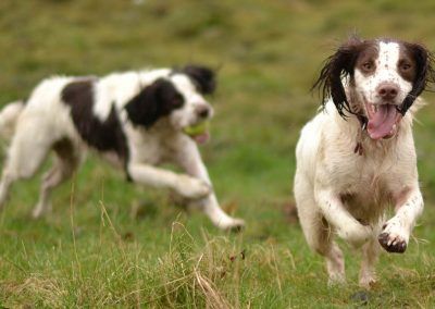 springers playing