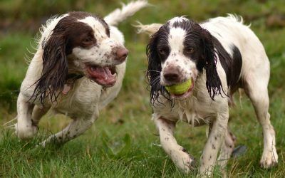 Harvey on the wind-up young male springer spaniels