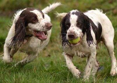 young male springer spaniels